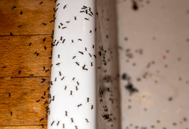 Best Wasp Removal Services  in Waterville, NY